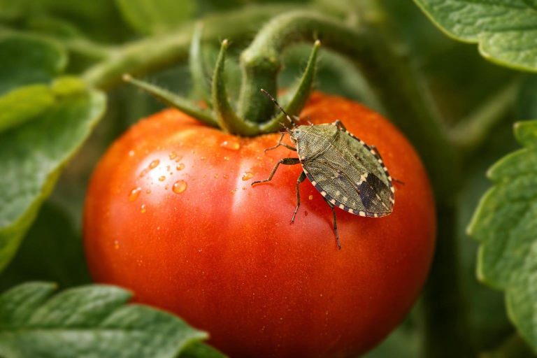 tomate-plante-punaise-feuilles-floues